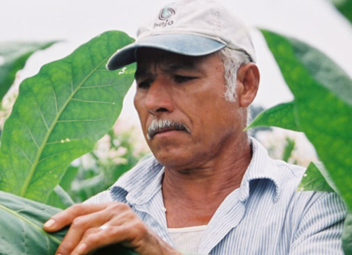 Man in hat inspects a tobacco leaf